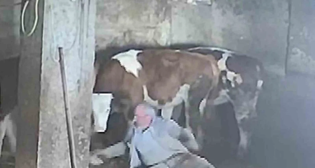 Amasya'da besicinin ineği sevme girişimi kazayla sonuçlandı