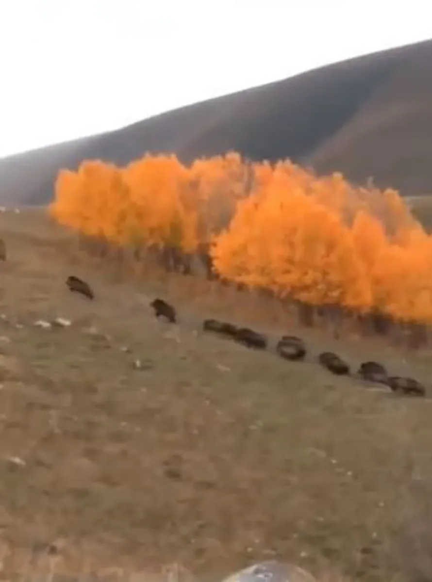 Ardahan'ın Damal ilçesinde domuz sürüsü büyükbaş hayvanların yanından geçti