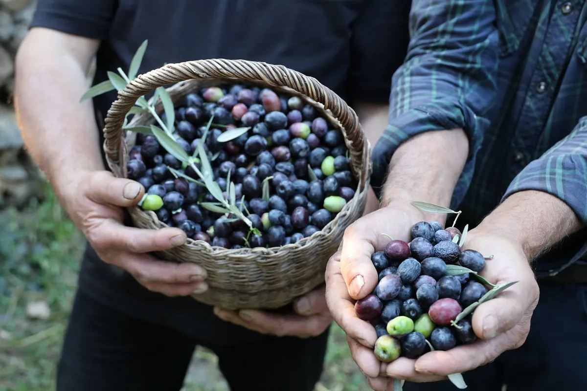 Artvin'de endemik Butko zeytini hasadı başladı: 700 ton rekolte hedefi