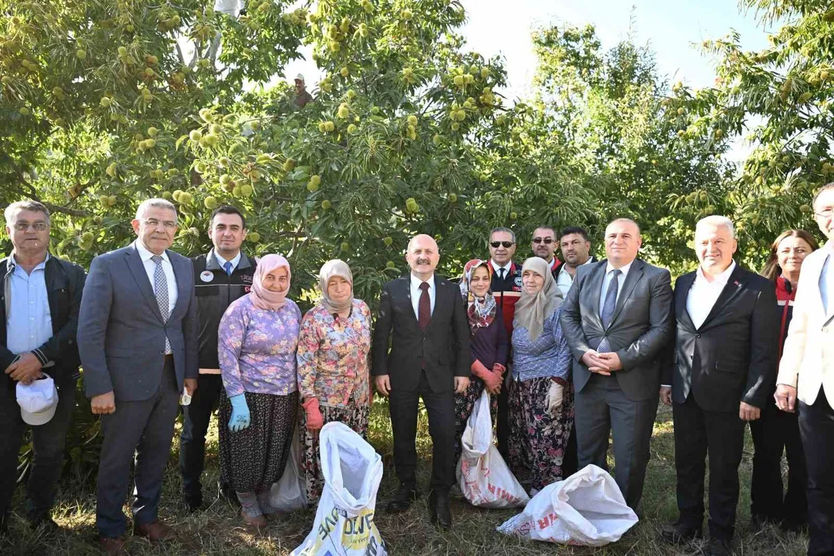 Aydın kestanesinde hasat heyecanı: Türkiye üretiminin yüzde 31'i karşılanıyor
