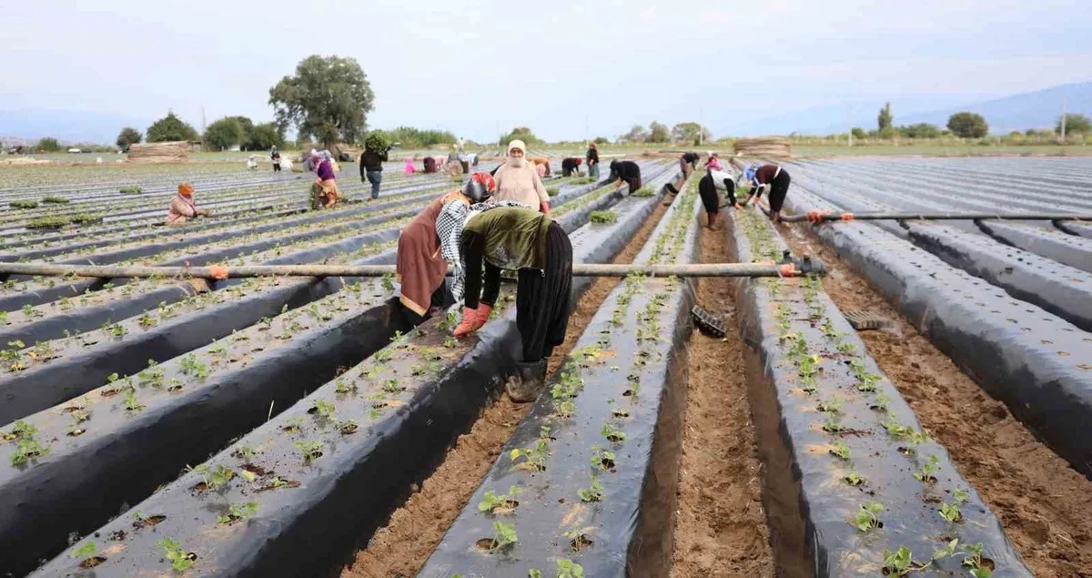 Aydın'da çilek sezonu başladı: Üreticiler işçi bulma konusunda sıkıntı yaşıyor