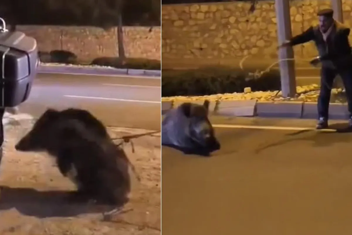 Aydın'ın Söke ilçesinde yaralı yaban domuzuna kementli müdahale