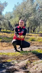 Balıkesir’in Gömeç ilçesinde zeytin hasadı çalışmaları tüm hızıyla sürüyor