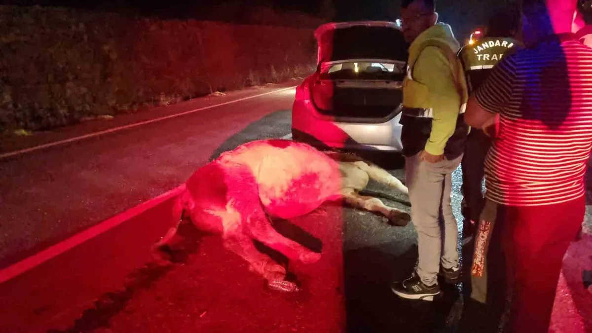 Bartın'ın Kozcağız beldesinde otomobilin hayvana çarptığı kazada bir kişi yaralandı