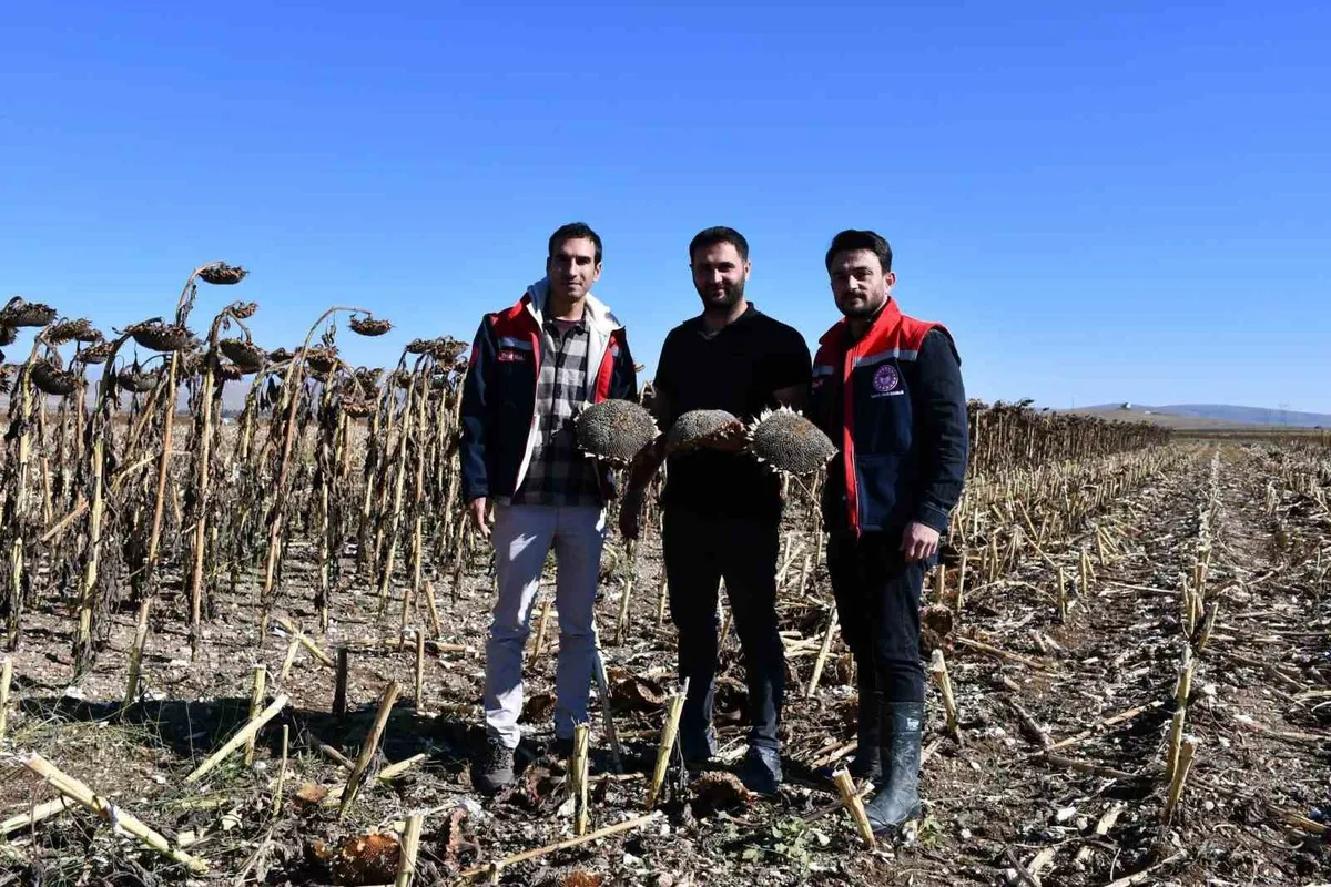 Bayburt İl Tarım ve Orman Müdürlüğü'nden ayçiçeği üreticilerine hasat uyarısı