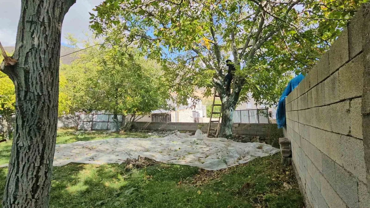 Bitlis Adilcevaz'da coğrafi işaretli cevizlerin hasat süreci devam ediyor