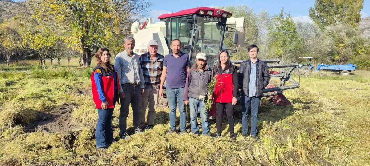 Bolu'nun Seben ilçesinde çeltik hasadı çalışmaları gerçekleştirildi