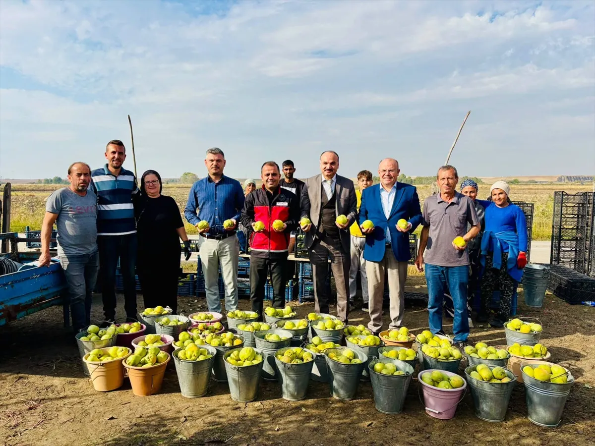 Edirne Uzunköprü'de 50 dekar alanda Deveci armudu hasadı yapıldı