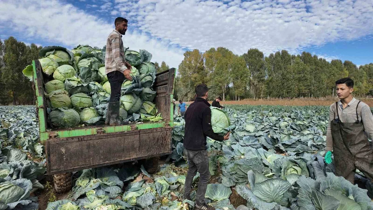 Erciş lahanasında hasat dönemi: 500 çiftçi 1700 dekar alanda üretim yapıyor