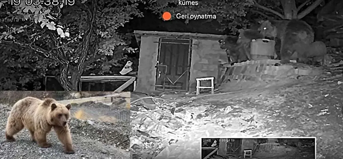 Erzincan Üzümlü'de bağ evine giren 3 ayı güvenlik kamerasına yansıdı