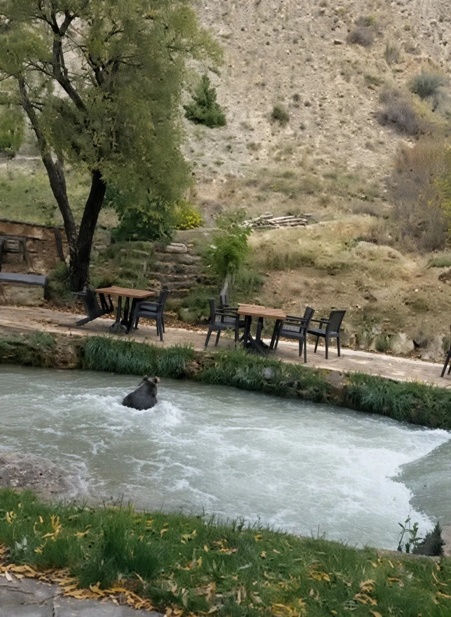 Erzincan'da bir restoranın bahçesine giren yavru ayı kameralara yansıdı
