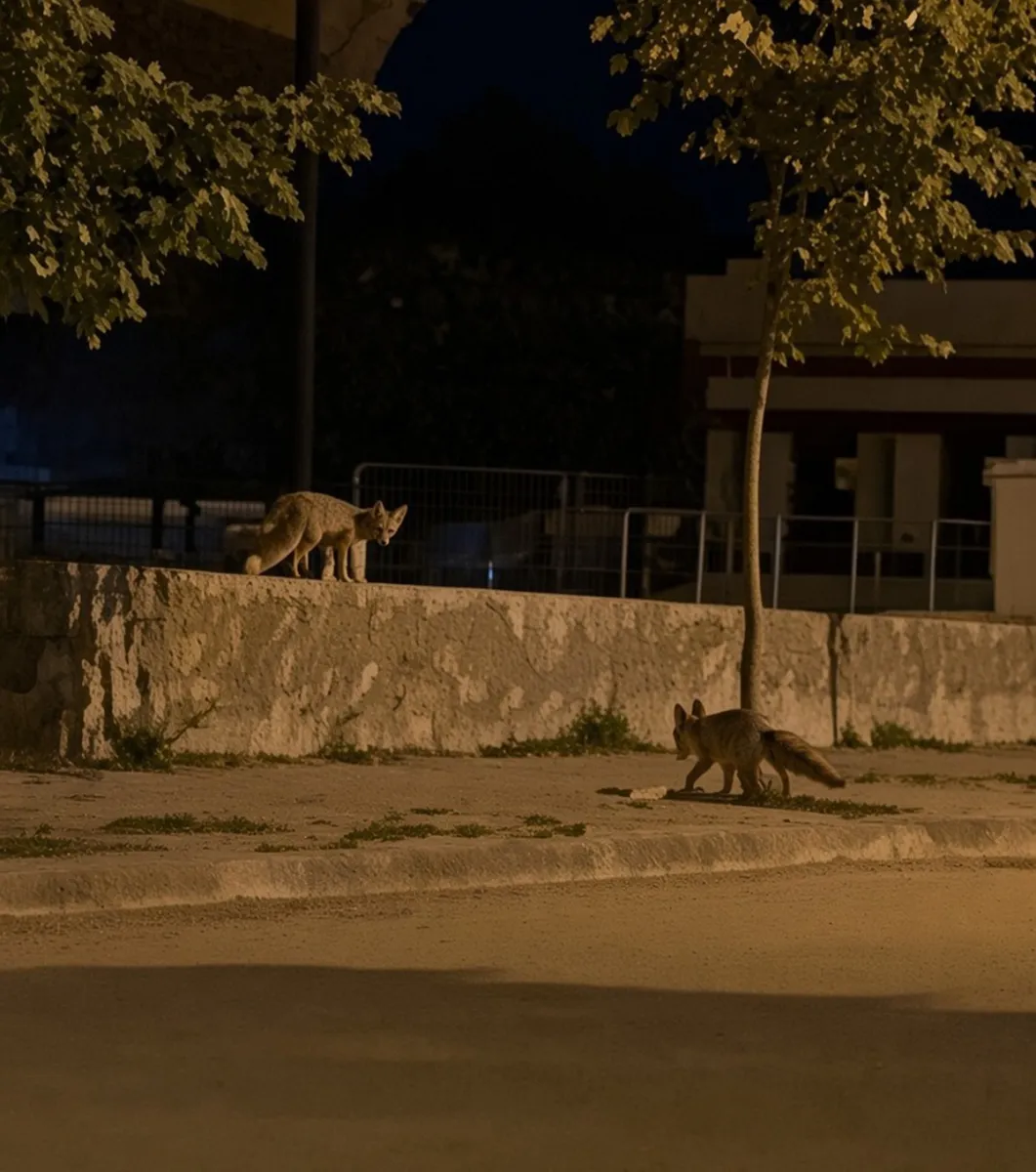 Erzincan'da yaban hayatı yerleşim yerlerine kadar indi