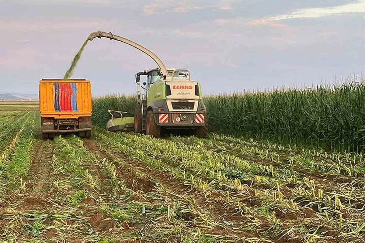 Gaziantep Araban Ovası'nda silajlık mısır hasadı 4-5 ton verimle sürüyor