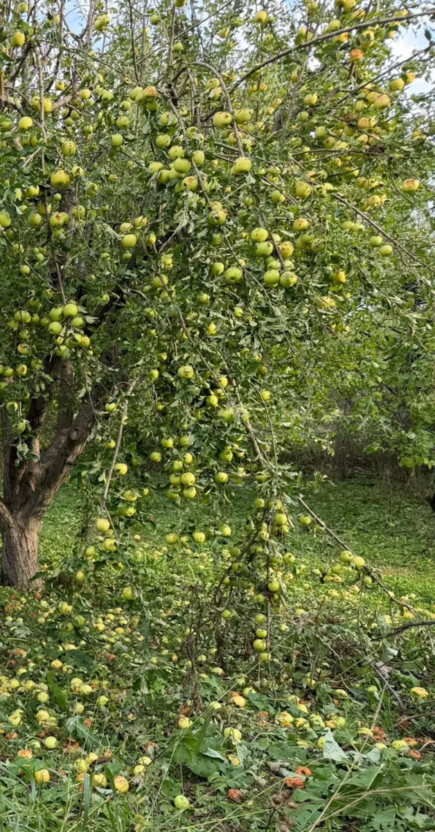 Iğdır'da dolu yağışı Bayraktutan ve Küllük köylerinde tarıma zarar verdi