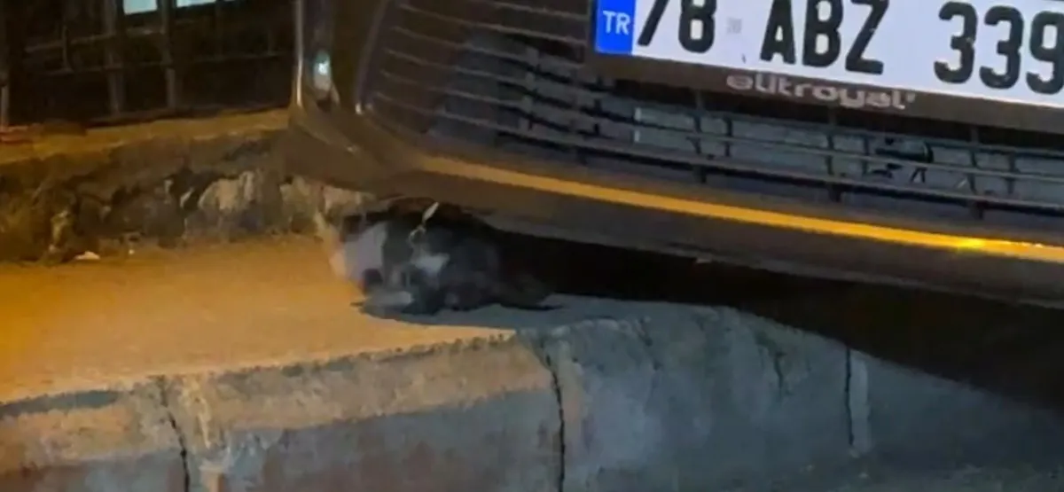 Karabük'te otomobilin motoruna sıkışan yavru kedi itfaiye ile kurtarıldı