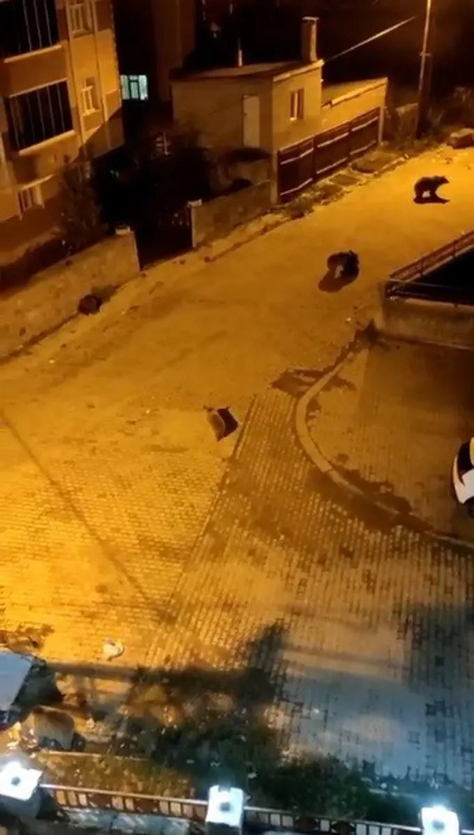 Kars Sarıkamış'ta mahalleye inen 7 ayı çöp konteynerlerini devirdi