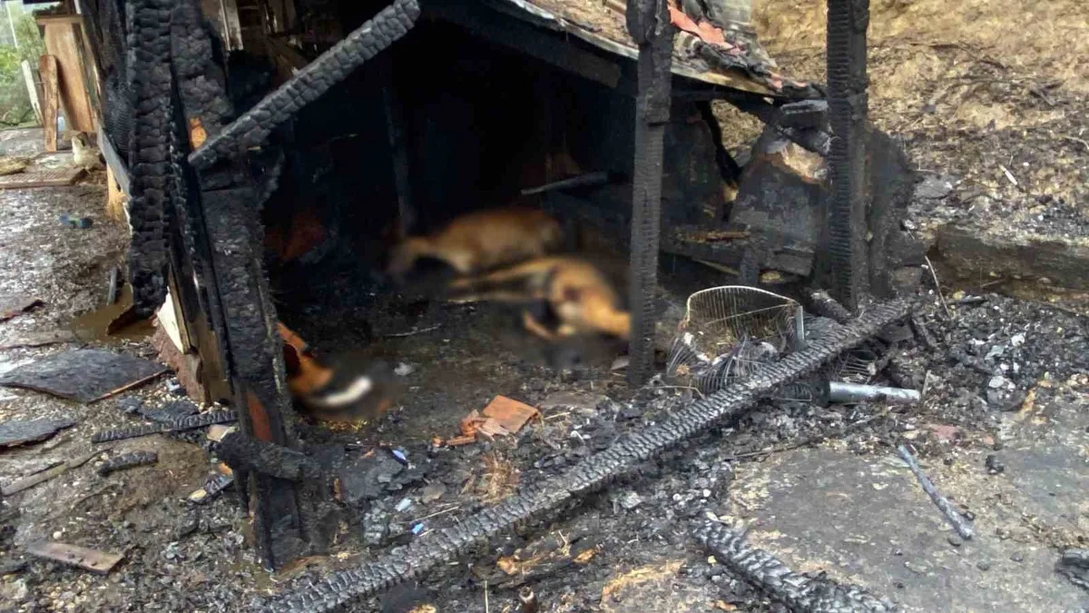 Kocaeli Gölcük'te ahır yangını: 31 hayvan telef oldu