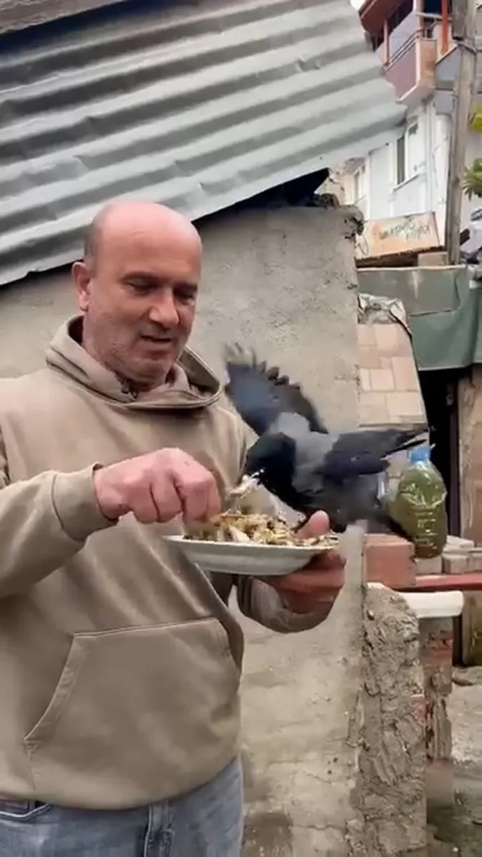 Kocaeli'nin Körfez ilçesinde şoförün beslediği karga ilgi odağı oldu