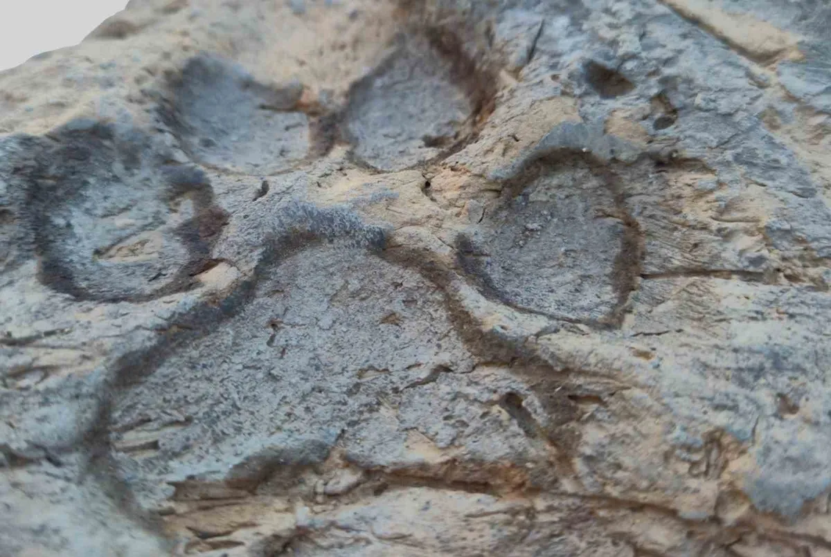 Kütahya'daki Tavşanlı Höyük kazılarında 4 bin yıllık köpek izleri bulundu