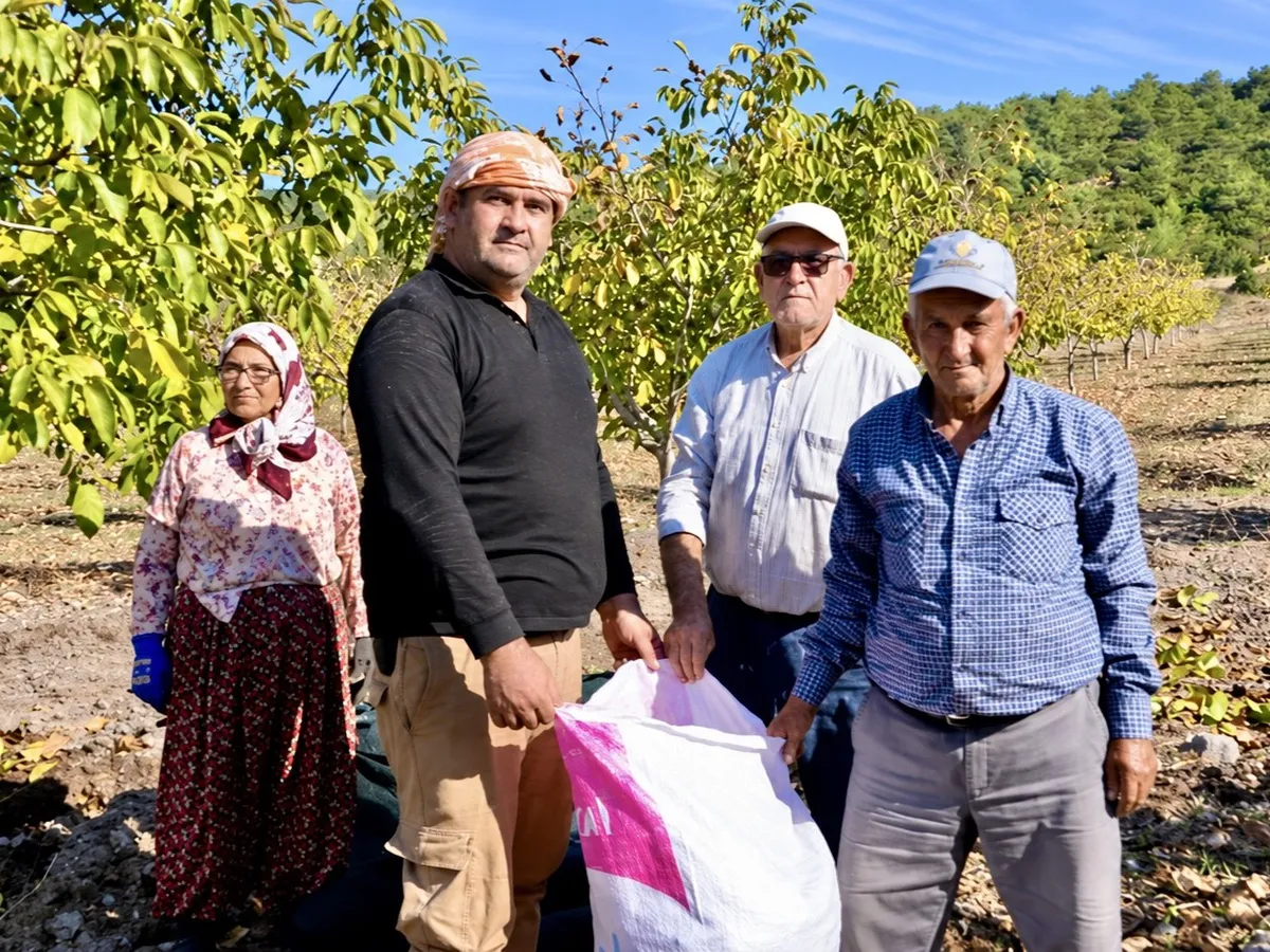 Manisa Akhisar'daki 26 hektarlık ağaçlandırma sahasında ceviz hasadı heyecanı