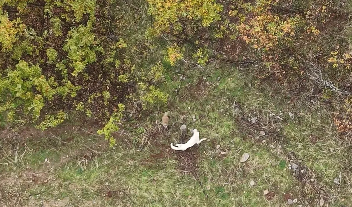 Muş kırsalında çoban köpeği ile porsuğun mücadelesi dronla görüntülendi
