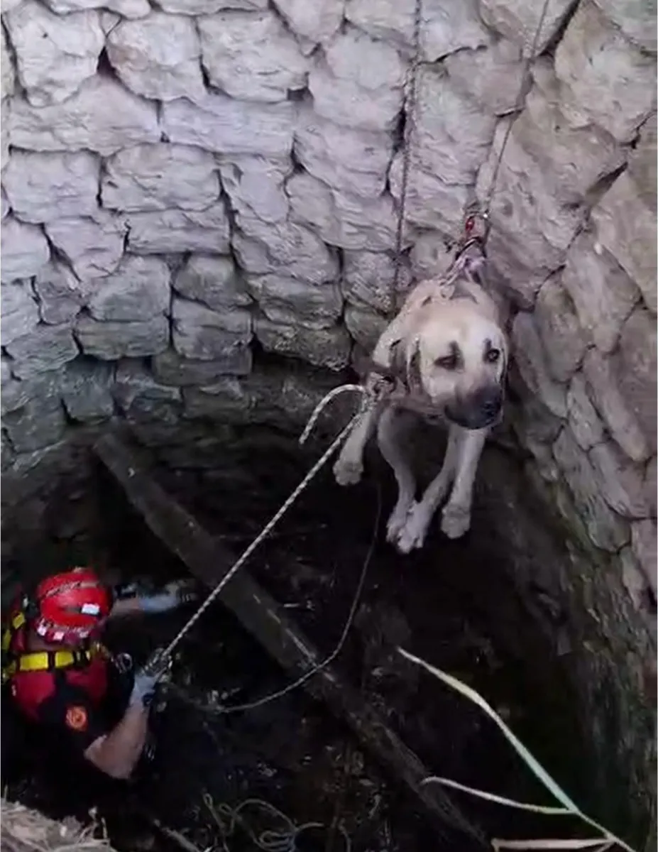 Nevşehir Ürgüp'te kuyuya düşen iki köpek itfaiye tarafından kurtarıldı