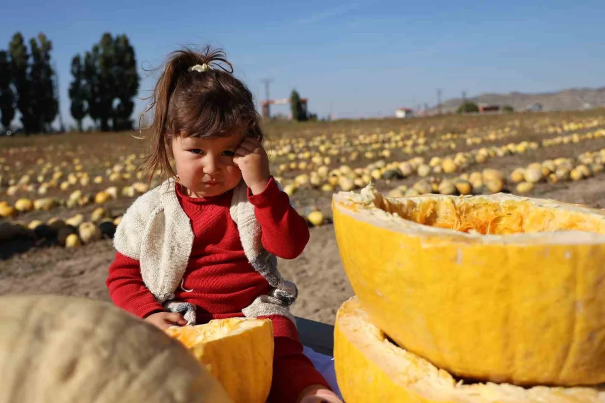 Nevşehir'de 405 bin dekarlık alanda coğrafi işaretli kabak çekirdeği hasadı
