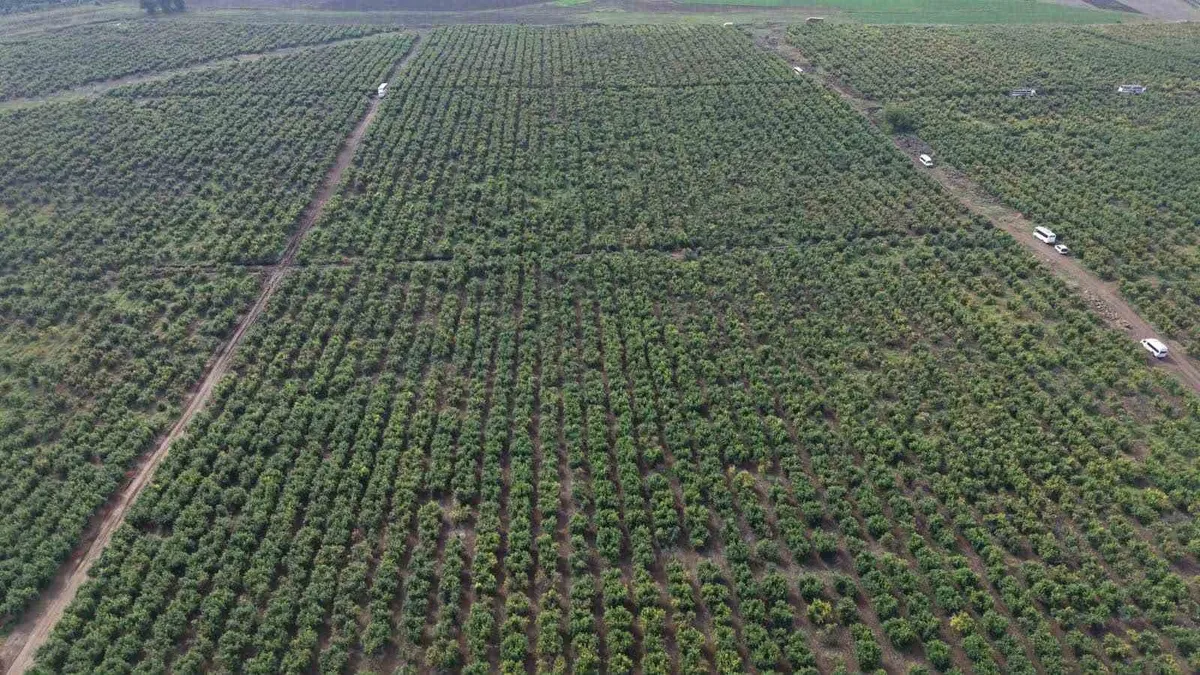 Osmaniye'de 600 dönümlük nar bahçesinde yağışlar hasadı geciktirdi