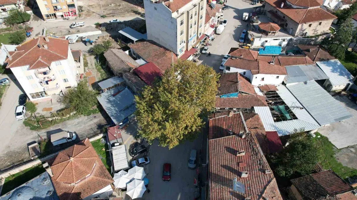 Tokat'ın Pazar ilçesindeki 142 yıllık tarihi çınar ilgi odağı oldu