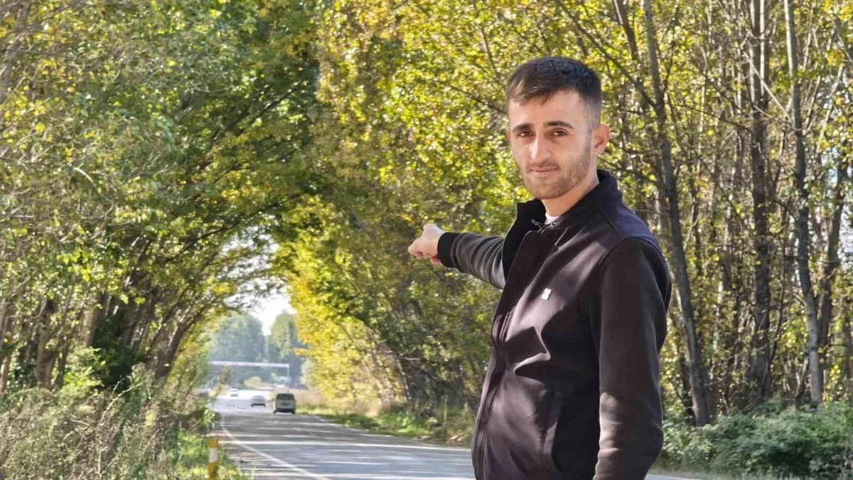 Tokat'ta Pazar-Zile karayolundaki kavak ağaçları doğal tünel oluşturdu