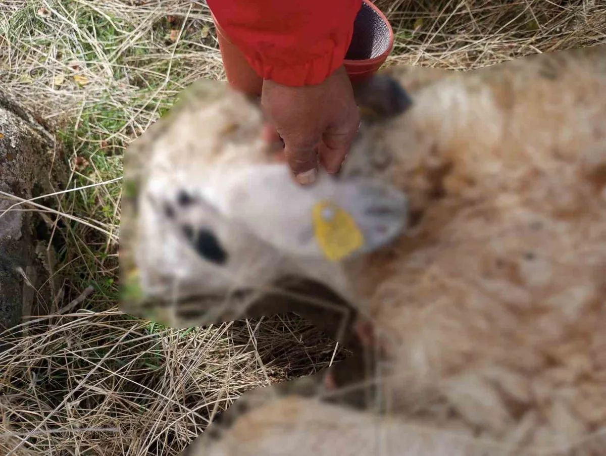 Tunceli Çemişgezek'te kurt saldırısı: 14 koyun telef oldu, 11'i yaralandı