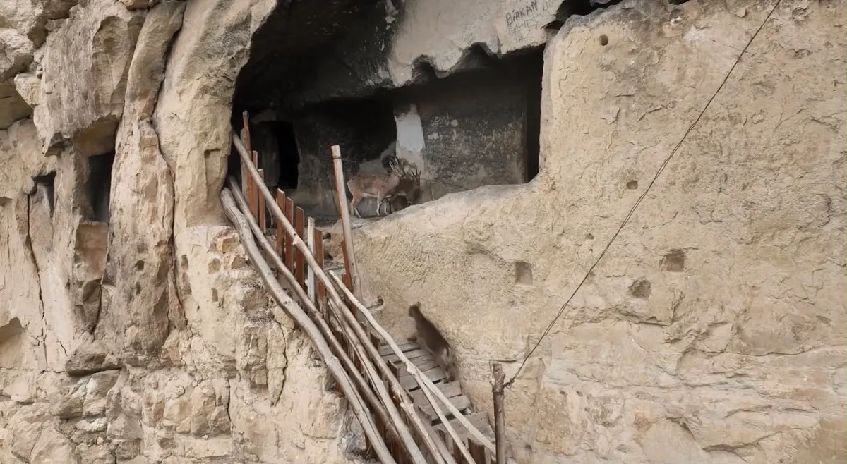 Tunceli Çemişgezek'te yaban keçileri tarihi İn Delikleri'ne tırmandı