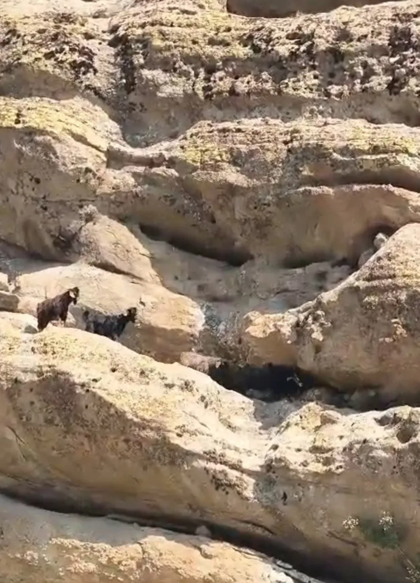 Tunceli'de 70 metre yükseklikte mahsur kalan keçiler için kurtarma operasyonu