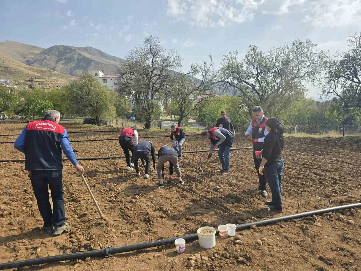 Tunceli'de 70 yaşındaki üreticinin sarımsak ekimine Tarım Müdürlüğü desteği