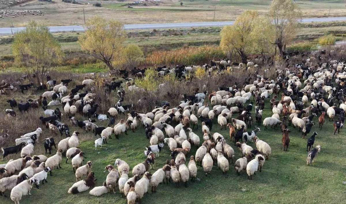 Van ve Bitlis yaylalarından Siirt'e doğru zorlu göç yolculuğu başladı