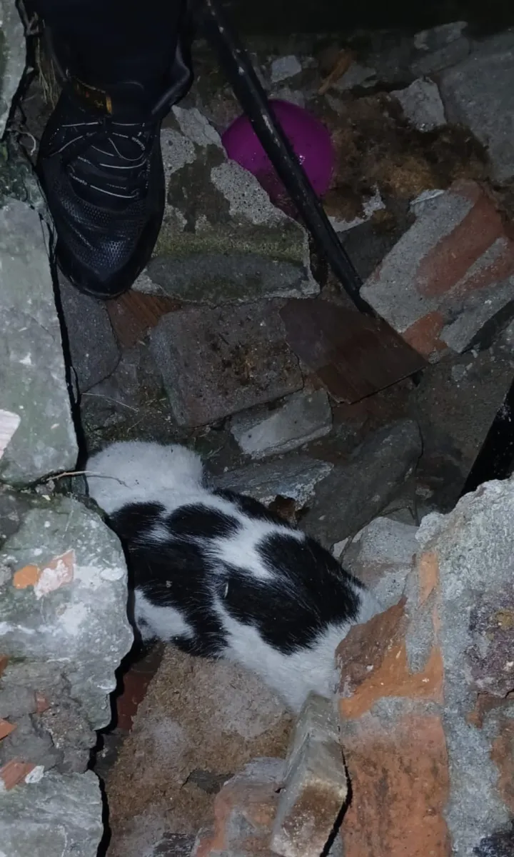 Zonguldak'ta çöken binanın enkazından 6 gün sonra yaralı kedi çıkarıldı