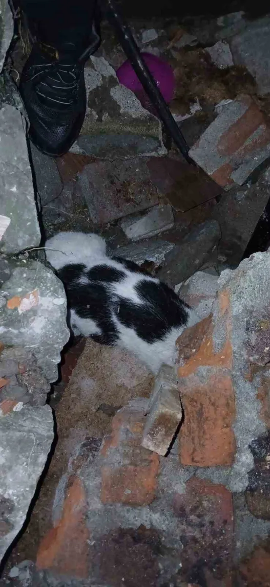 Zonguldak'ta çöken binanın enkazından 6 gün sonra yaralı kedi kurtarıldı