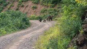 Kastamonu Pınarbaşı’nda yavrularıyla gezen bozayı kameraya yansıdı